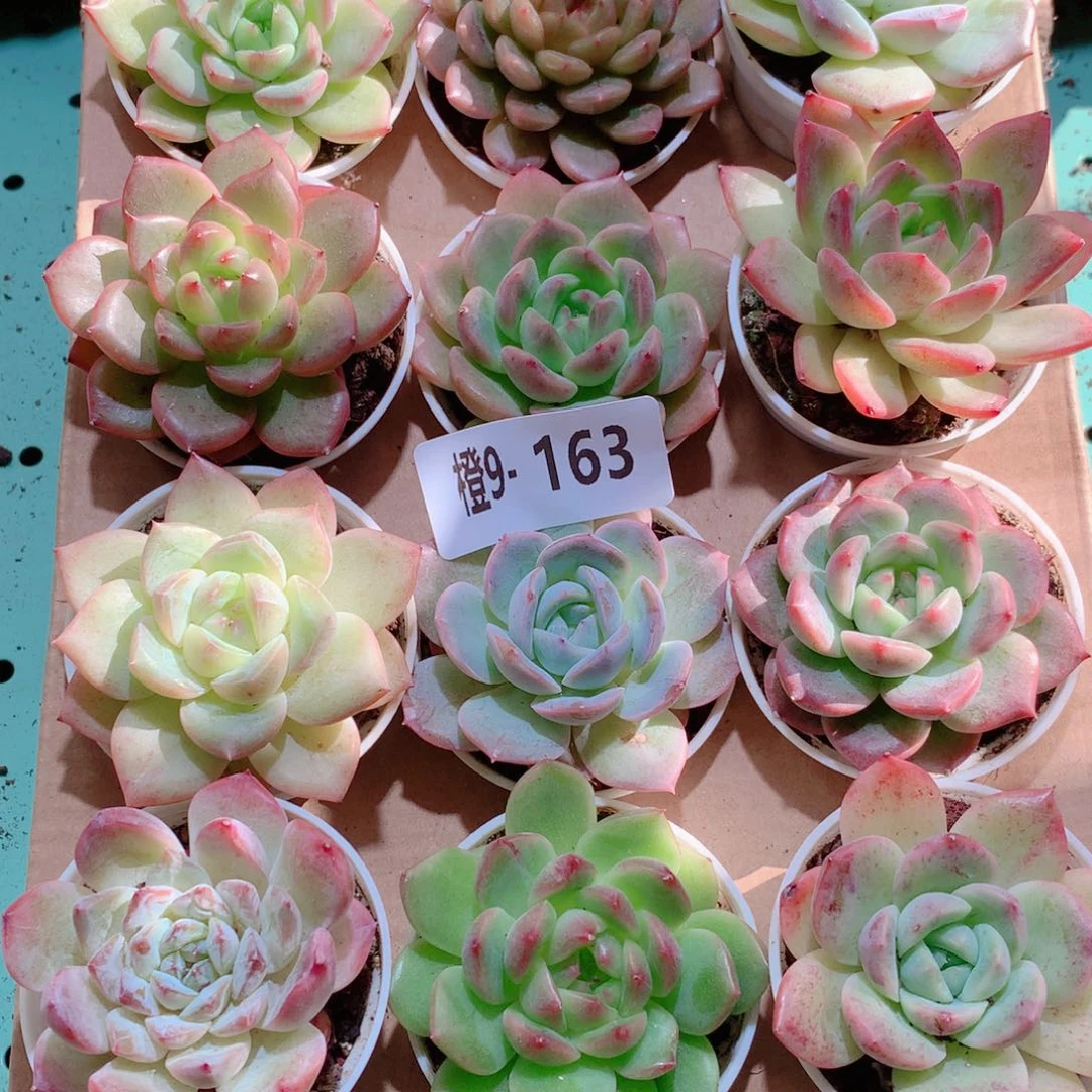 9-163一物一拍多肉带盆18颗