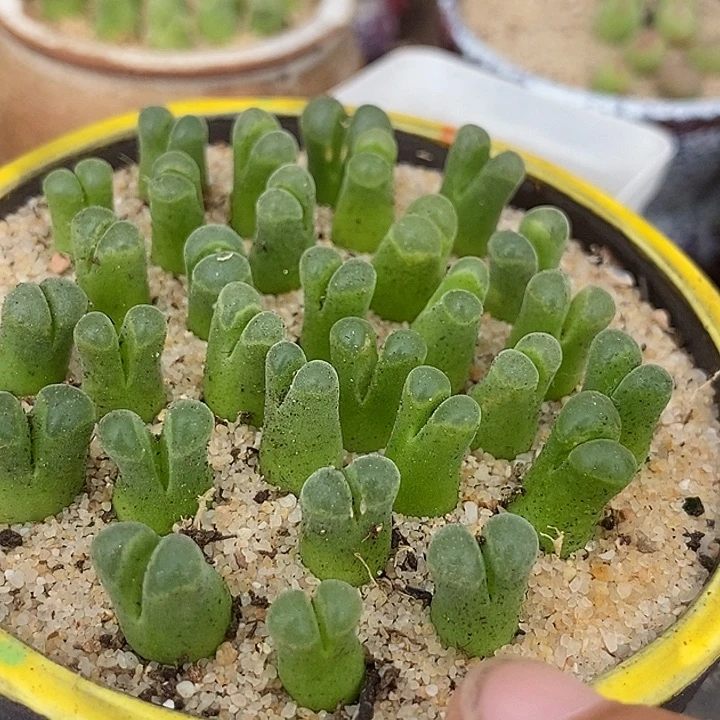 27517天鹅绒一颗