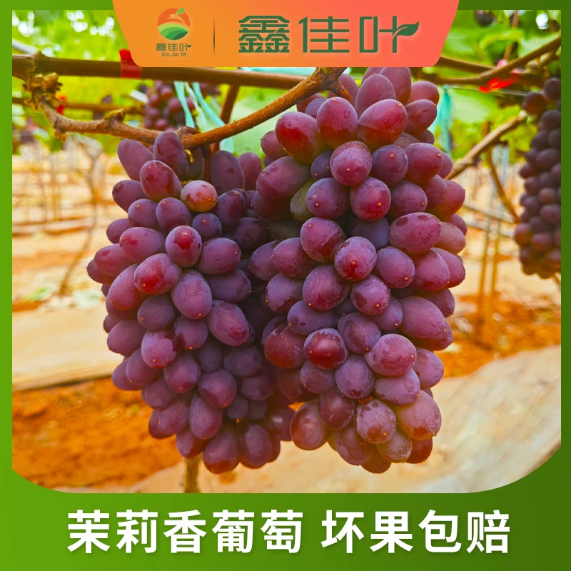 【鑫佳叶】 云南茉莉香葡萄 新鲜水果 净重1/2/3斤装 顺丰快递