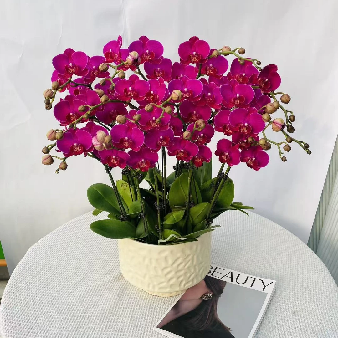 韵艺精选《鸿运当头》蝴蝶兰红色系列好养耐养带花带花苞室内美化