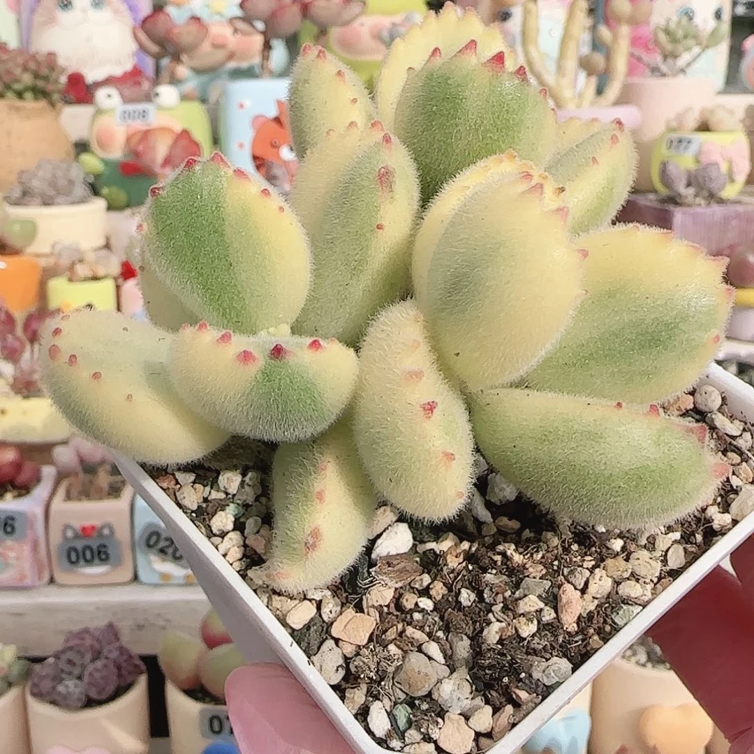 可爱熊童子 盆口6cm