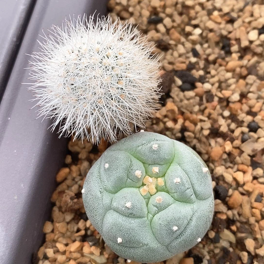 夏*被土土花花花花花花花花