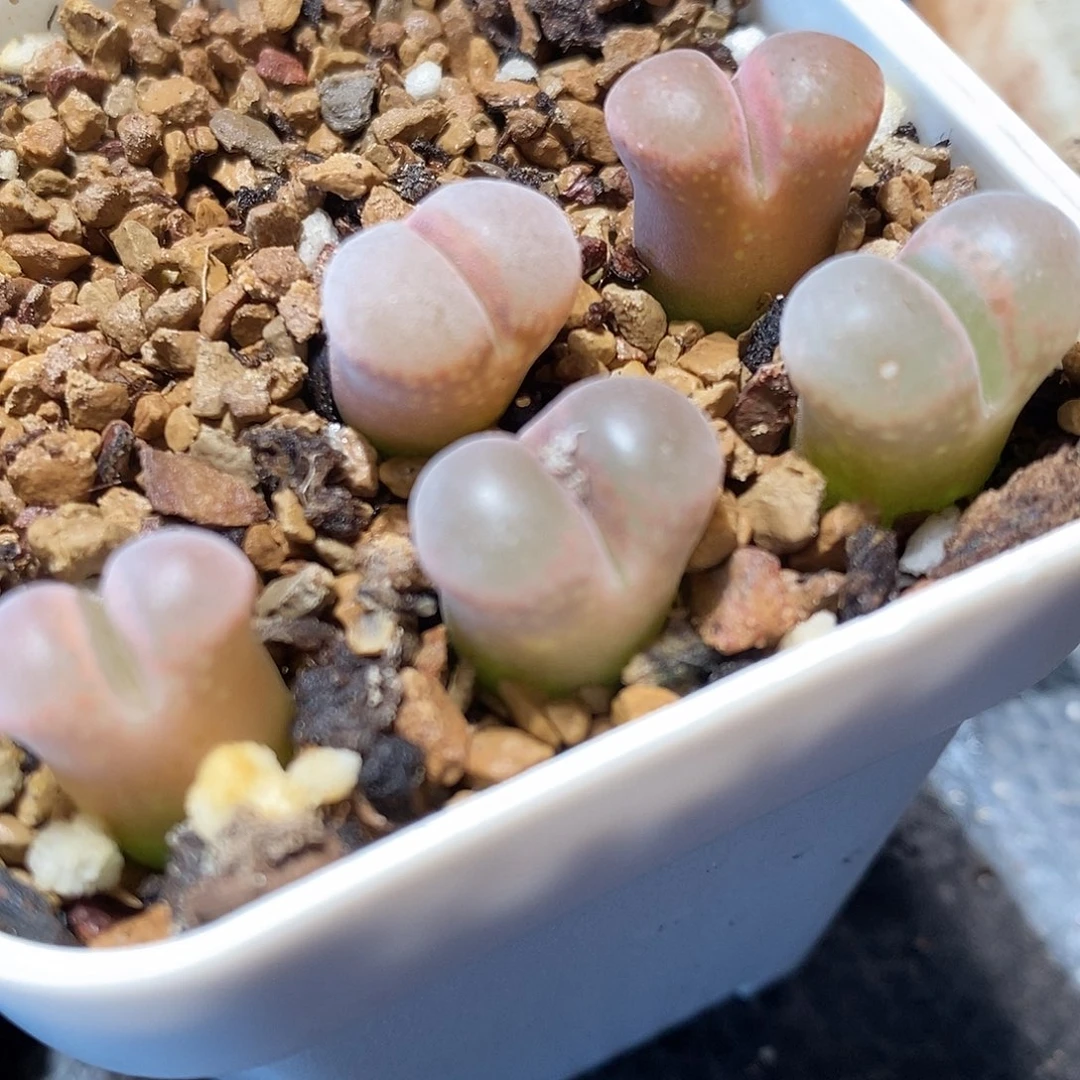 1336紫萝莉风铃一组。