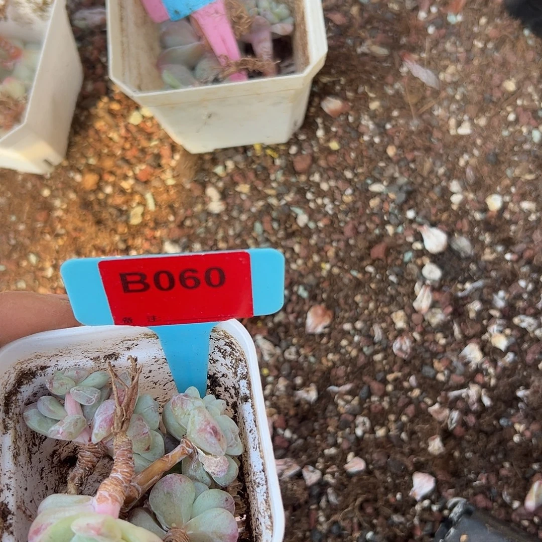 L***l多肉植物一物一拍