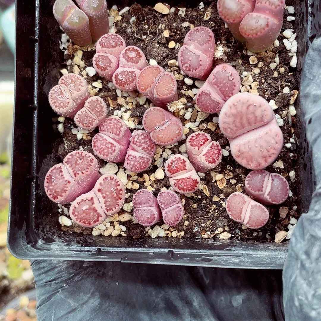生石花18包邮0906-40