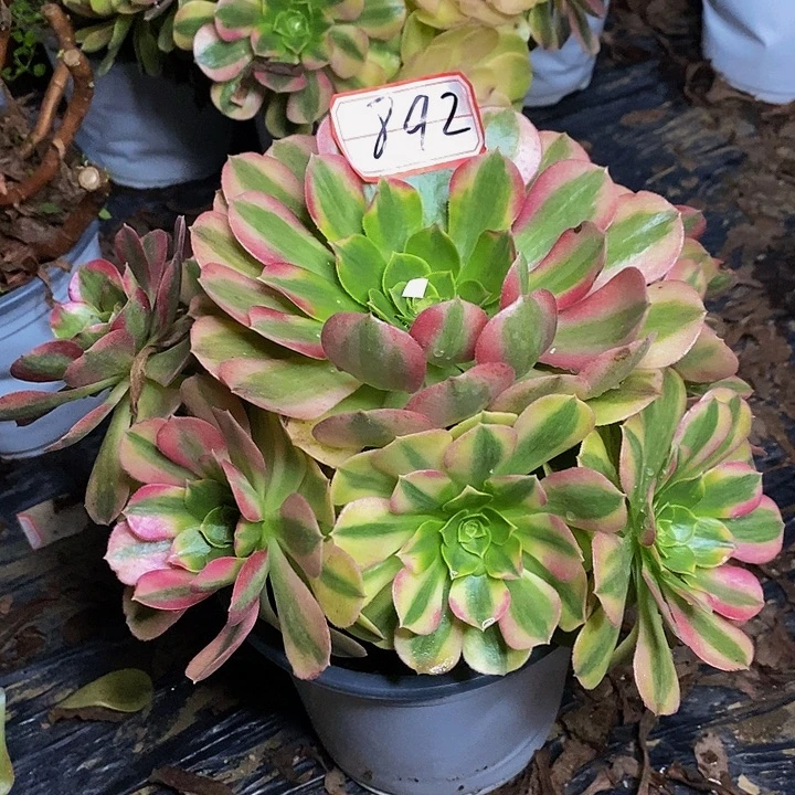 雨荷老桩捧花892号