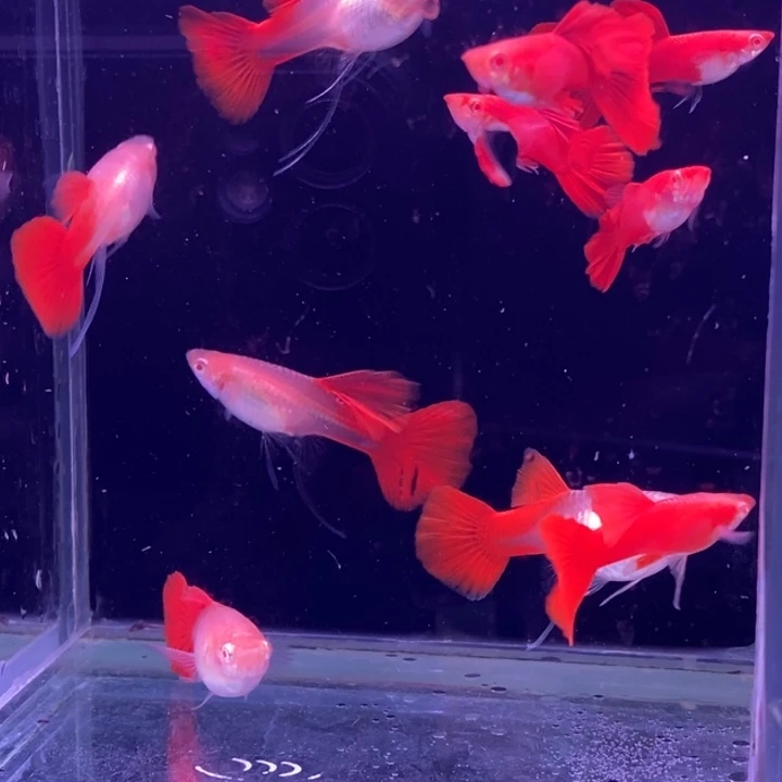 孔雀鱼血红飘5对孔雀