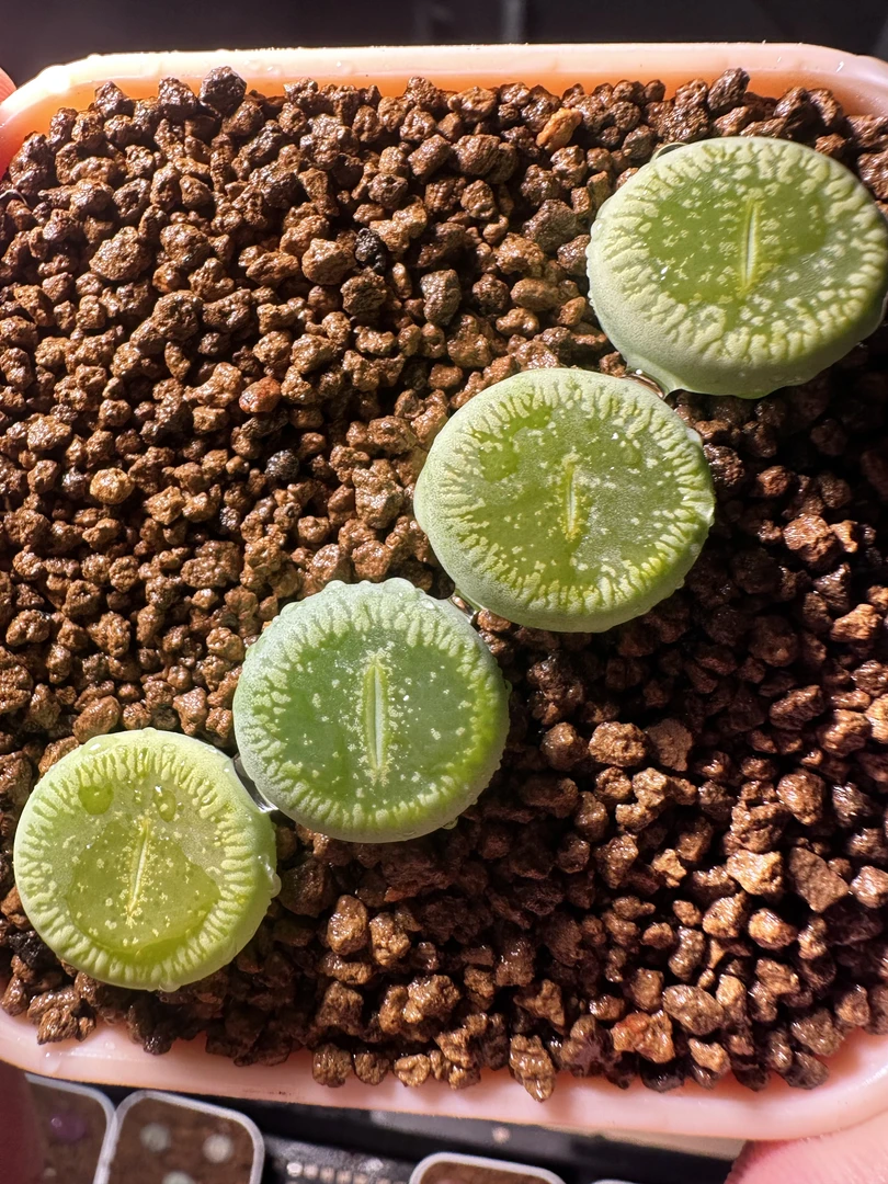 33疯狂的多肉石头绿光阳一颗