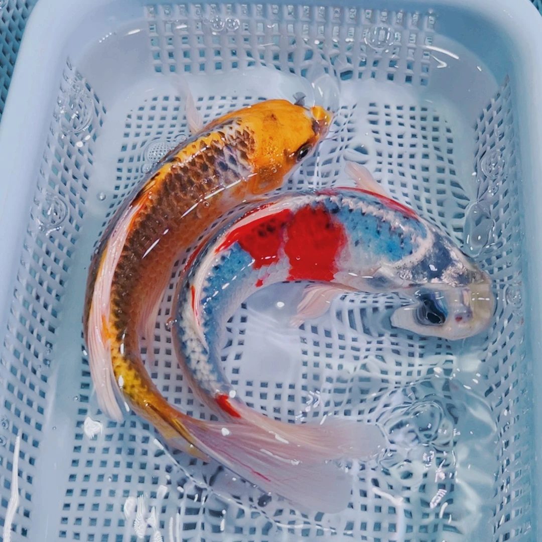 锦鲤锦鲤冷水鱼观赏129