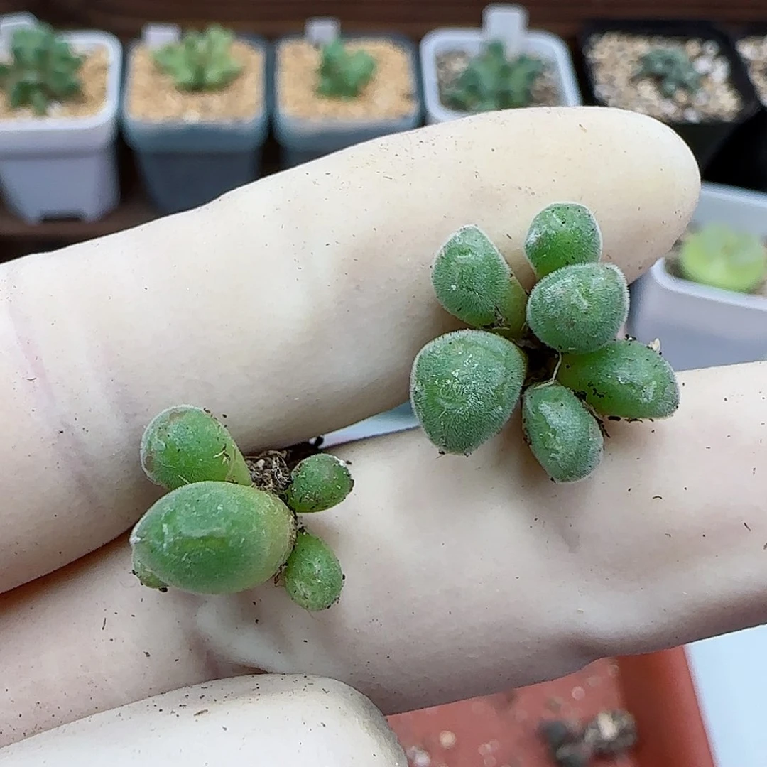 453猕猴福利福利