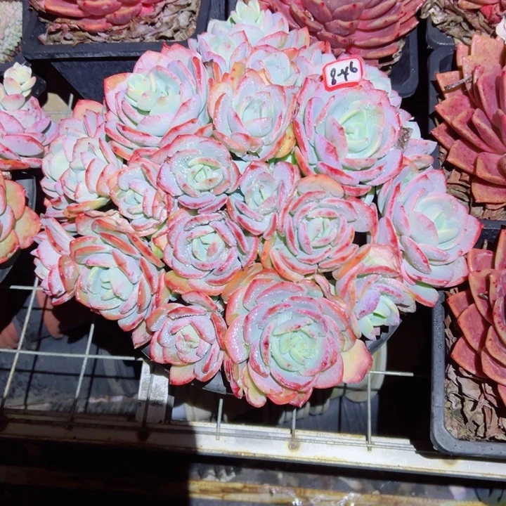 ?****?精品多肉植物老桩