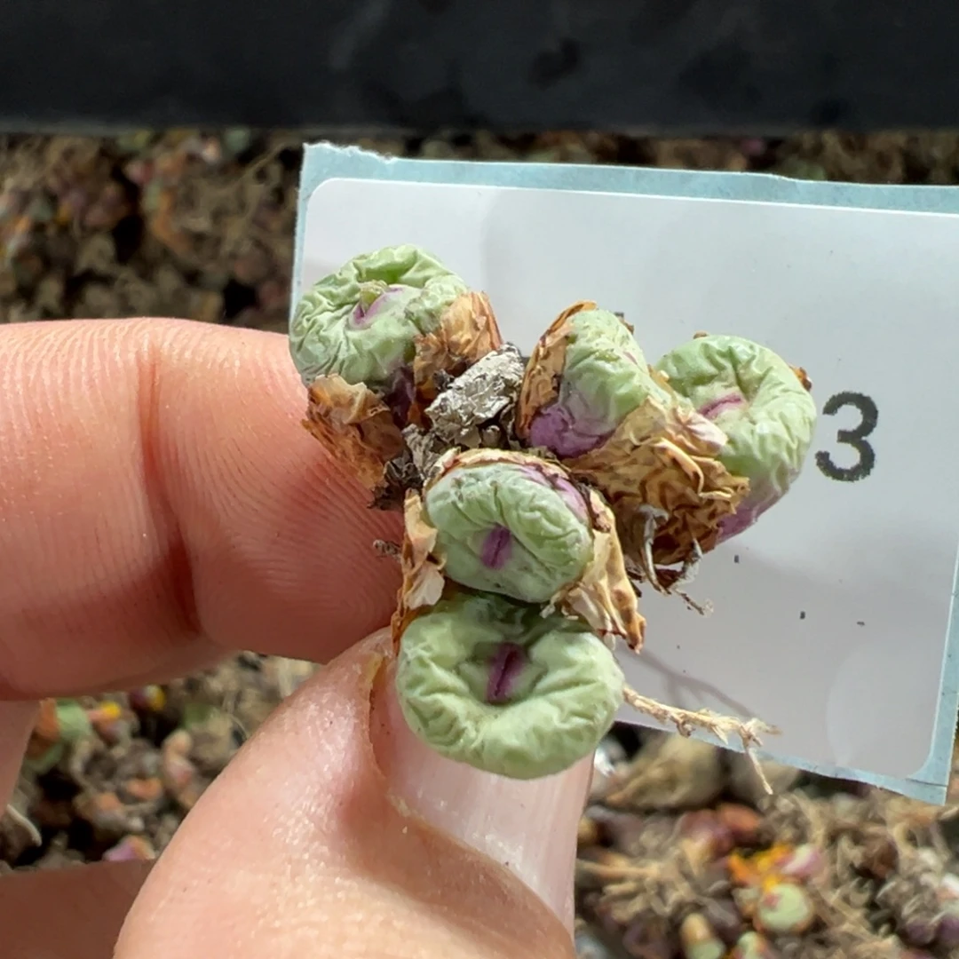 岁****10-73肉锥多肉植物