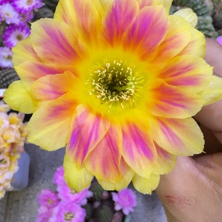 210丽花阳光明媚歪3公分左右无根侧牙，20包邮