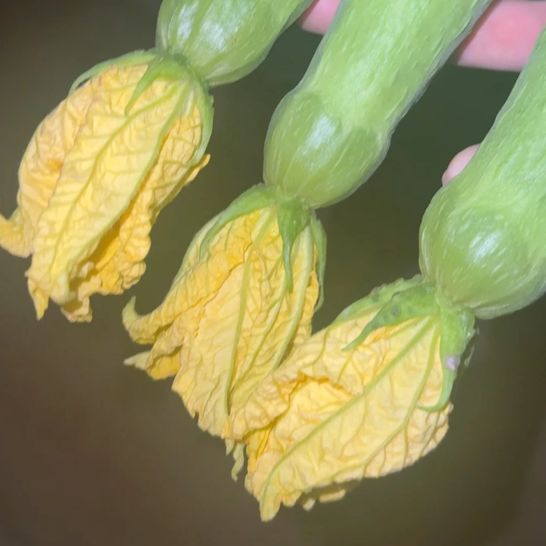 丝瓜鲜花素，丝瓜沾花用花瓣黄，厚，硬，毛笔花增产增收减少畸形瓜