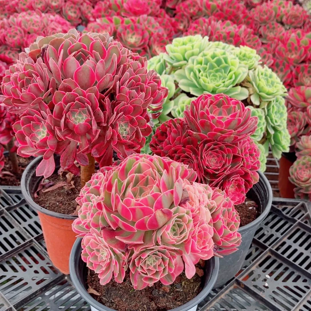 七彩+浣纱+红体女巫