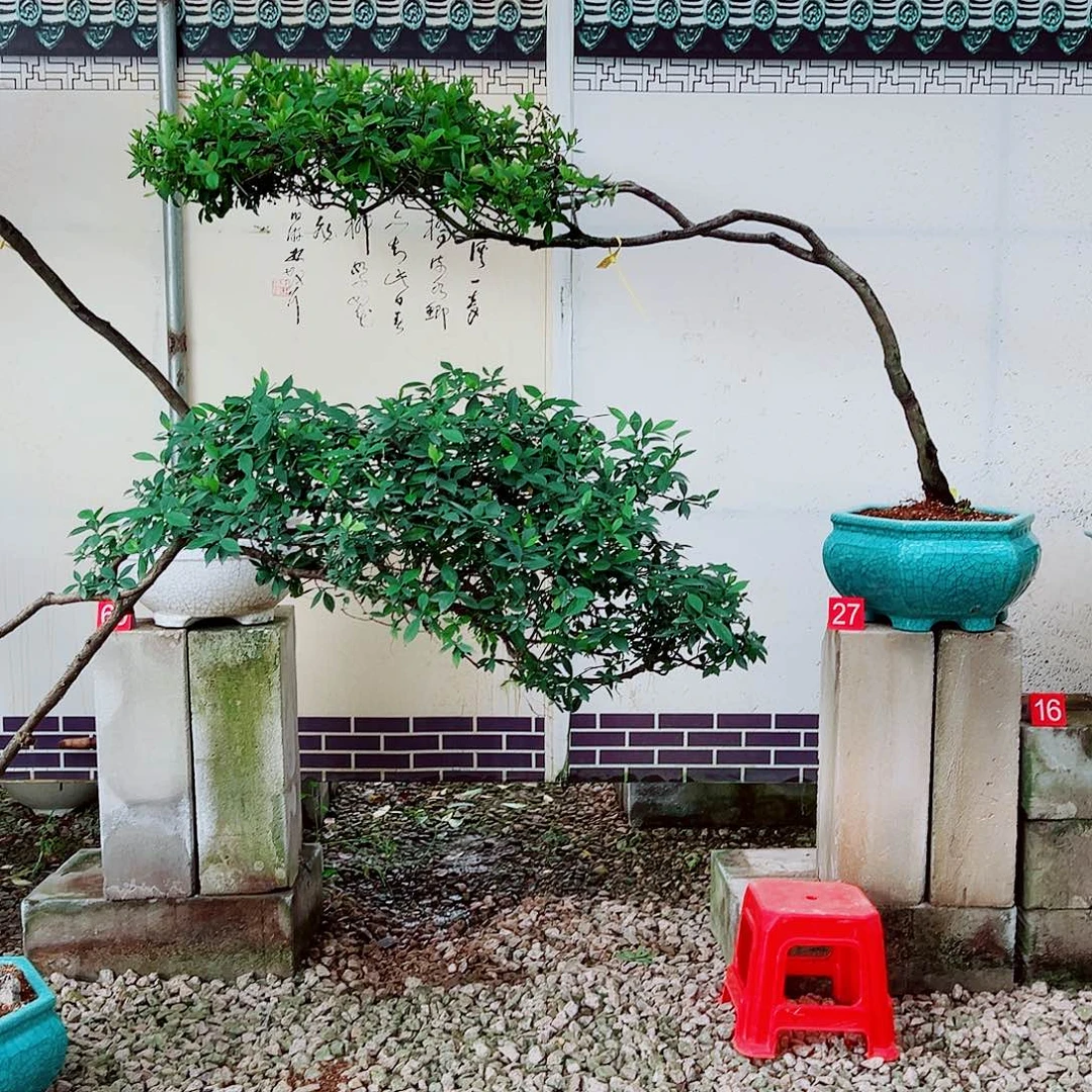 秋***雨无花朵海岛春花一物一拍