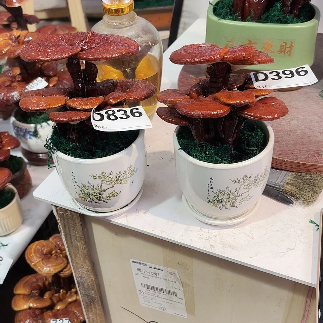 @***期无花朵灵芝88888888888888888