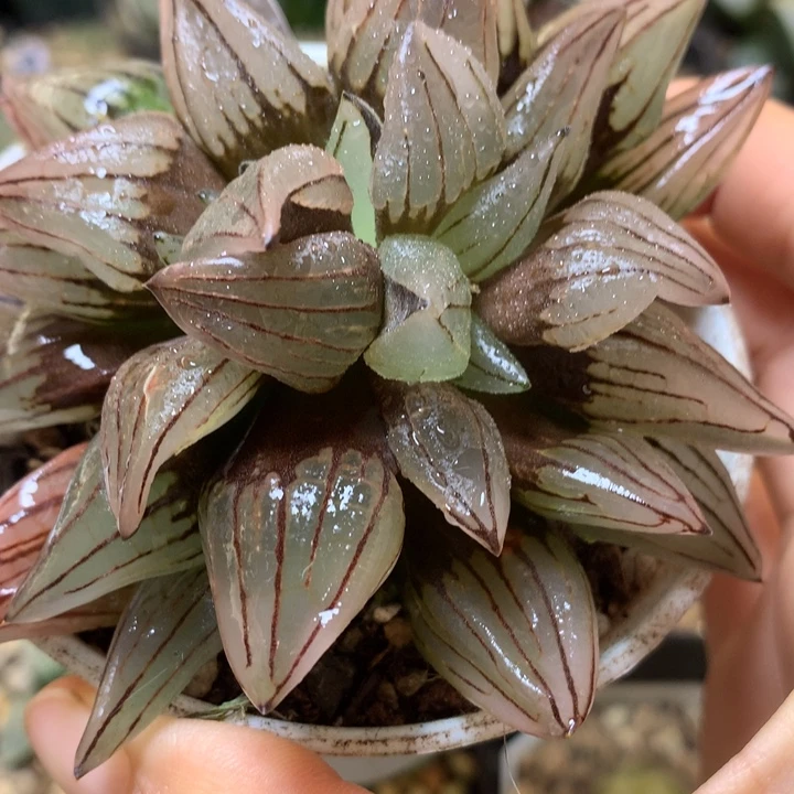 西瓜寿带盆土发货