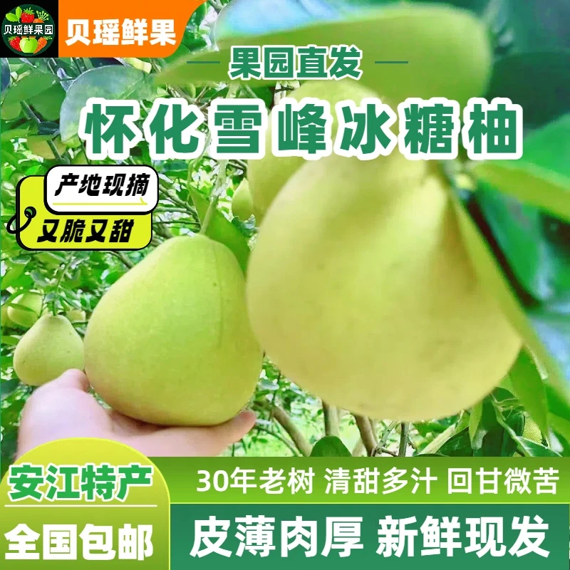 湖南怀化安江冰糖柚30年老树脆清甜多汁麻阳新鲜水果回甘微苦柚子