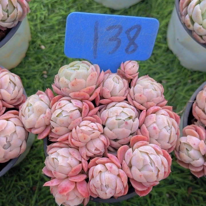 健健康康平平安安