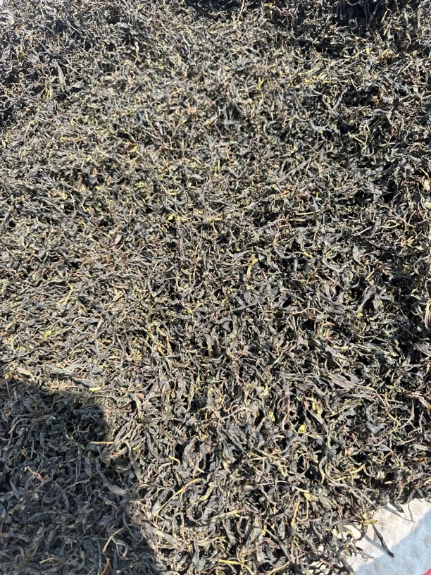 云南凤庆郭大寨野生大古树晒青