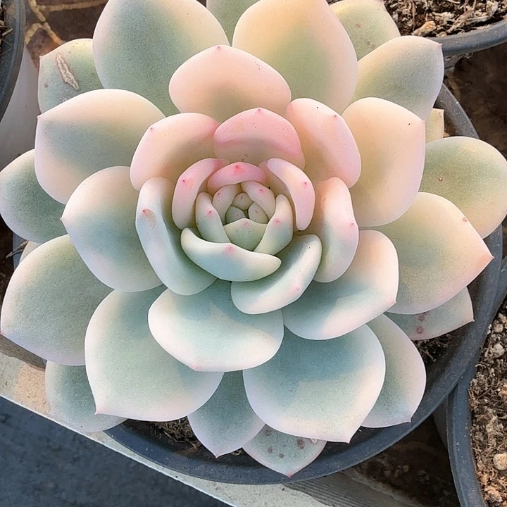 梦露宽锦  锦上园艺一物一拍