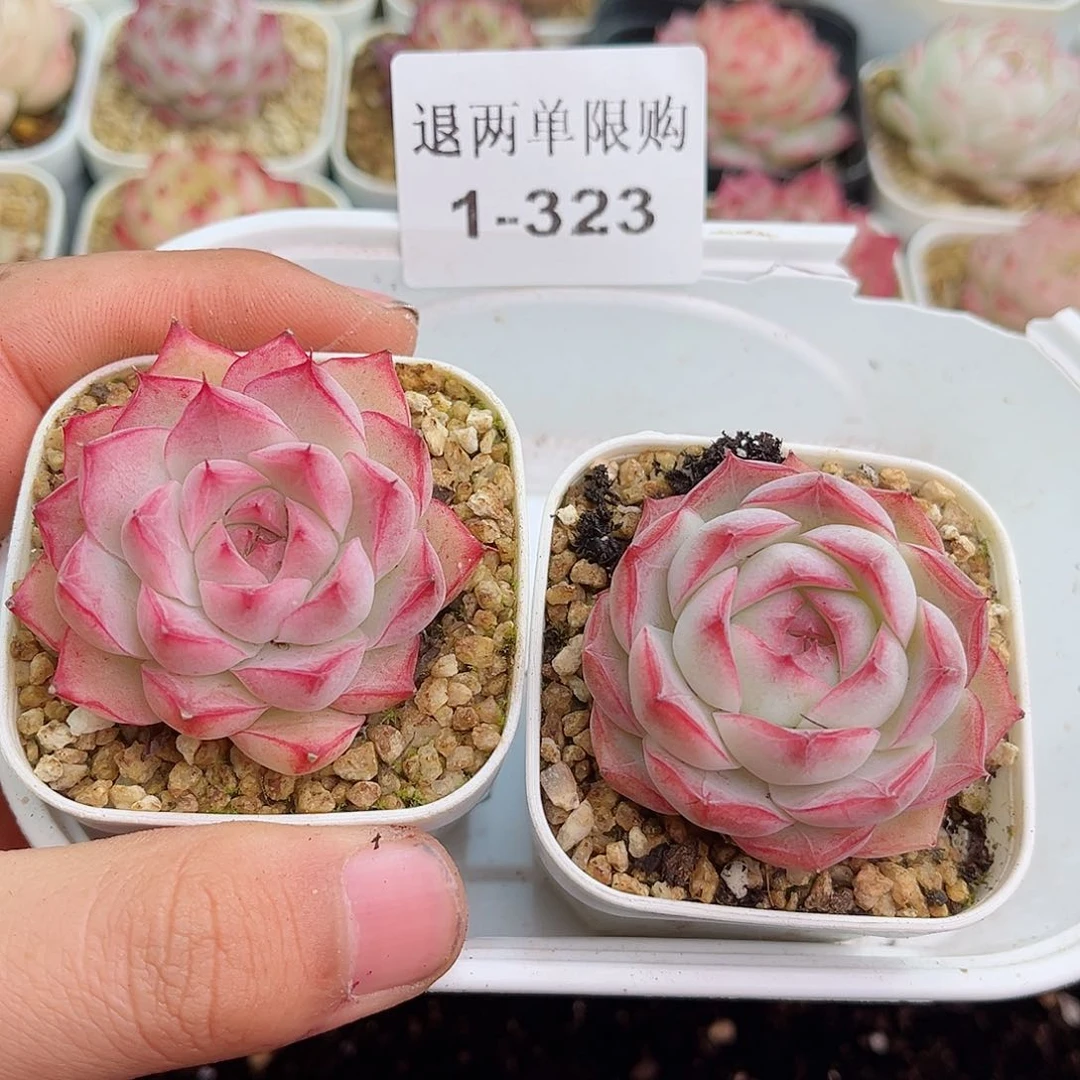 十****）1-323 新疆西藏内蒙不发12.8包邮23公分