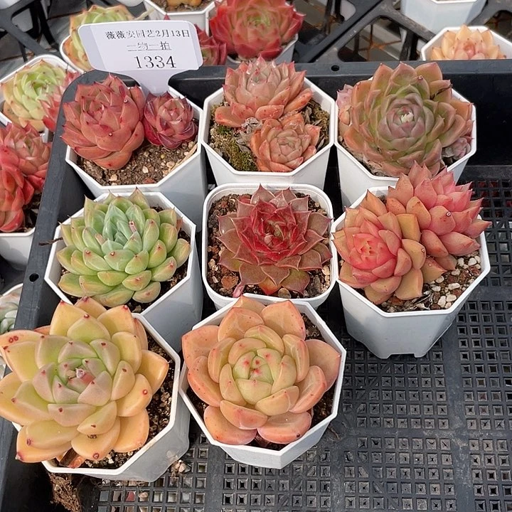薇薇安园艺多肉1334
