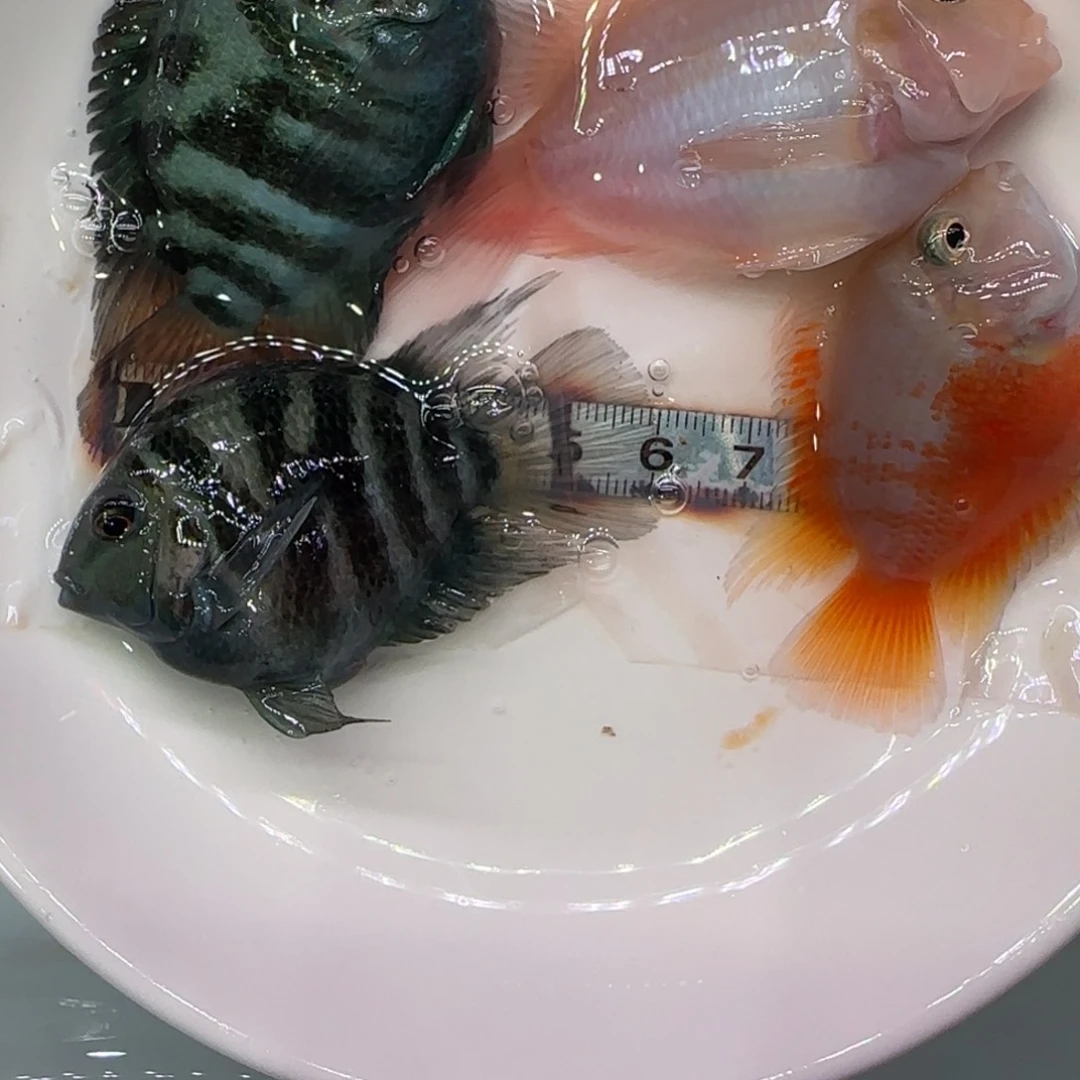 短鲷鱼6-7胭脂粉宝蓝4只