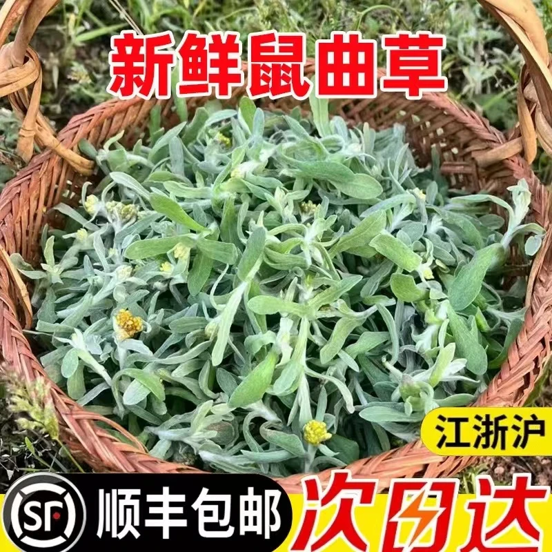 鼠曲草新鲜江西野生清明草糍粑鼠麴草佛耳草绒毛草清明果团绿艾草