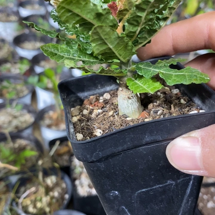 娜娜带盆土发货植物