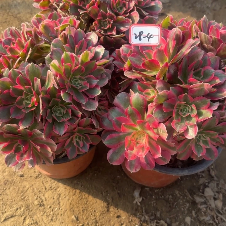 28-4女巫有砍过处理3多肉不包售后