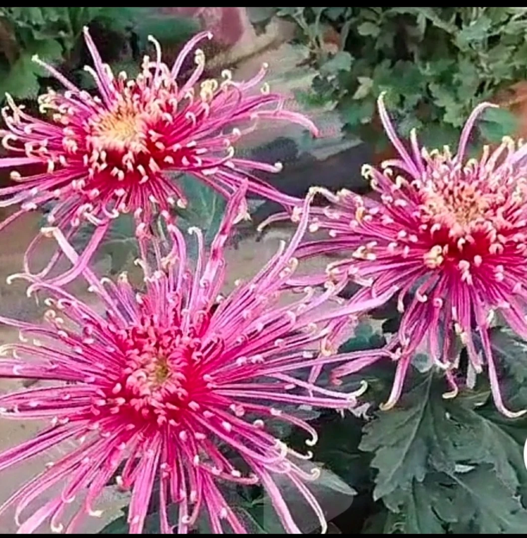 菊花《泉乡红姿》菊花大苗 颜色鲜艳，开花漂亮，品种好