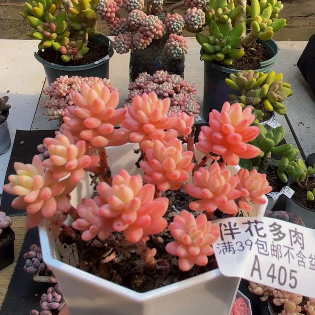 405多肉植物植物植物