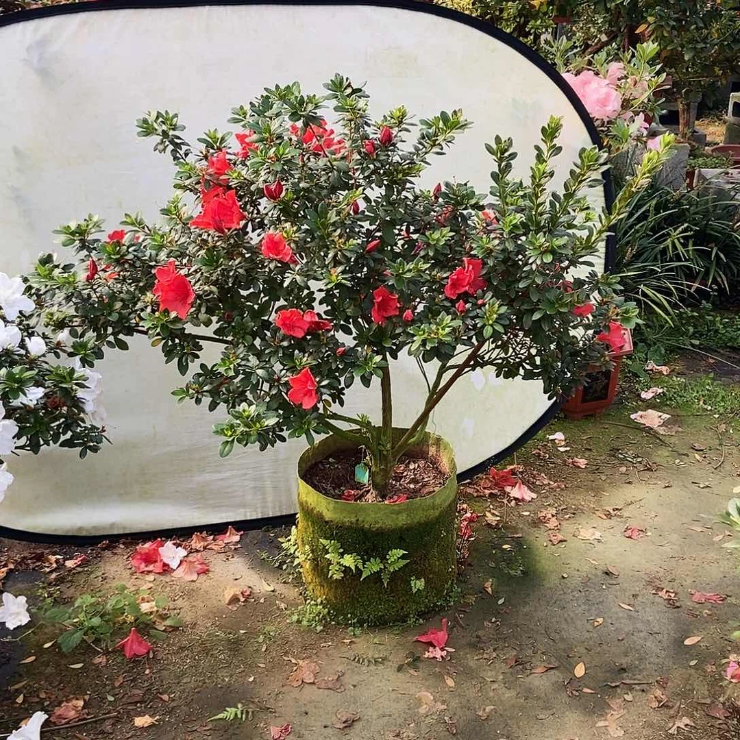 木***生完全开放原生百合