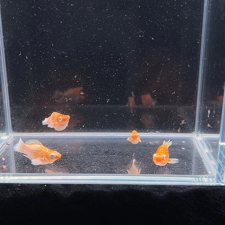 孔雀鱼黄金玛丽球