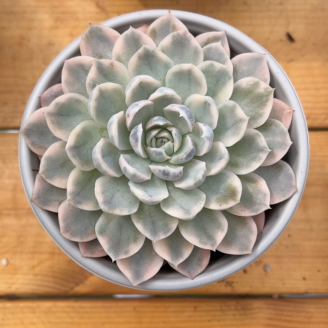 粉雪球锦 婕宝一物一拍