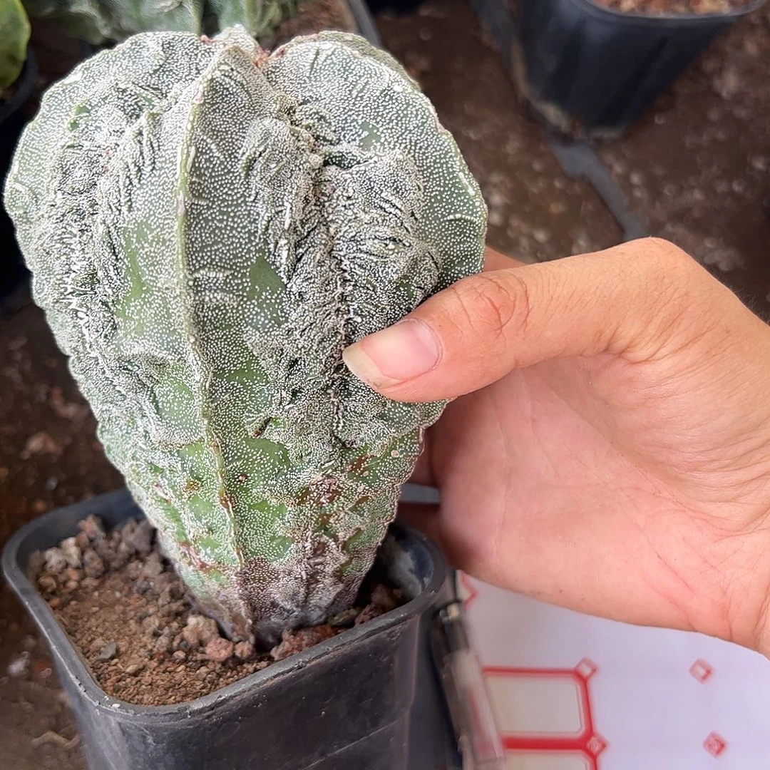 植***金实生鸾凤玉一物一拍