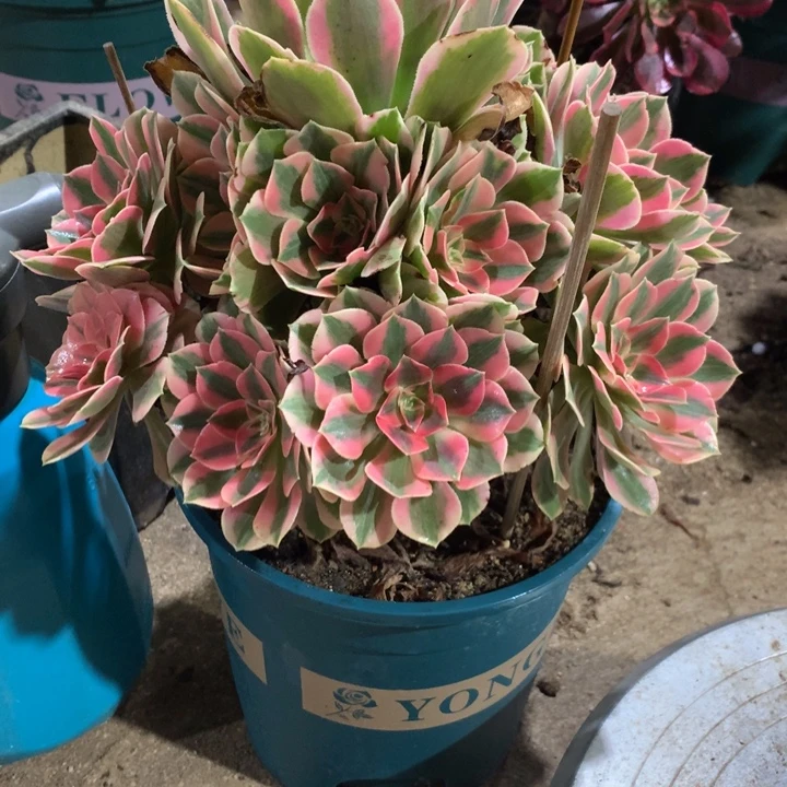 708女妖多肉植物特价