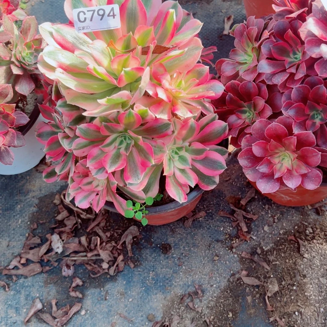 794粉女巫多肉植物