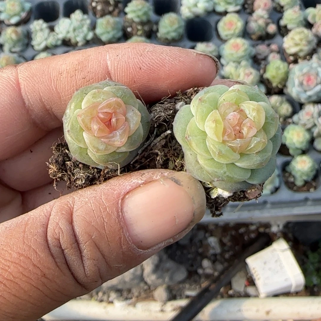 睡***。多肉小卡拉米糖心一物一拍