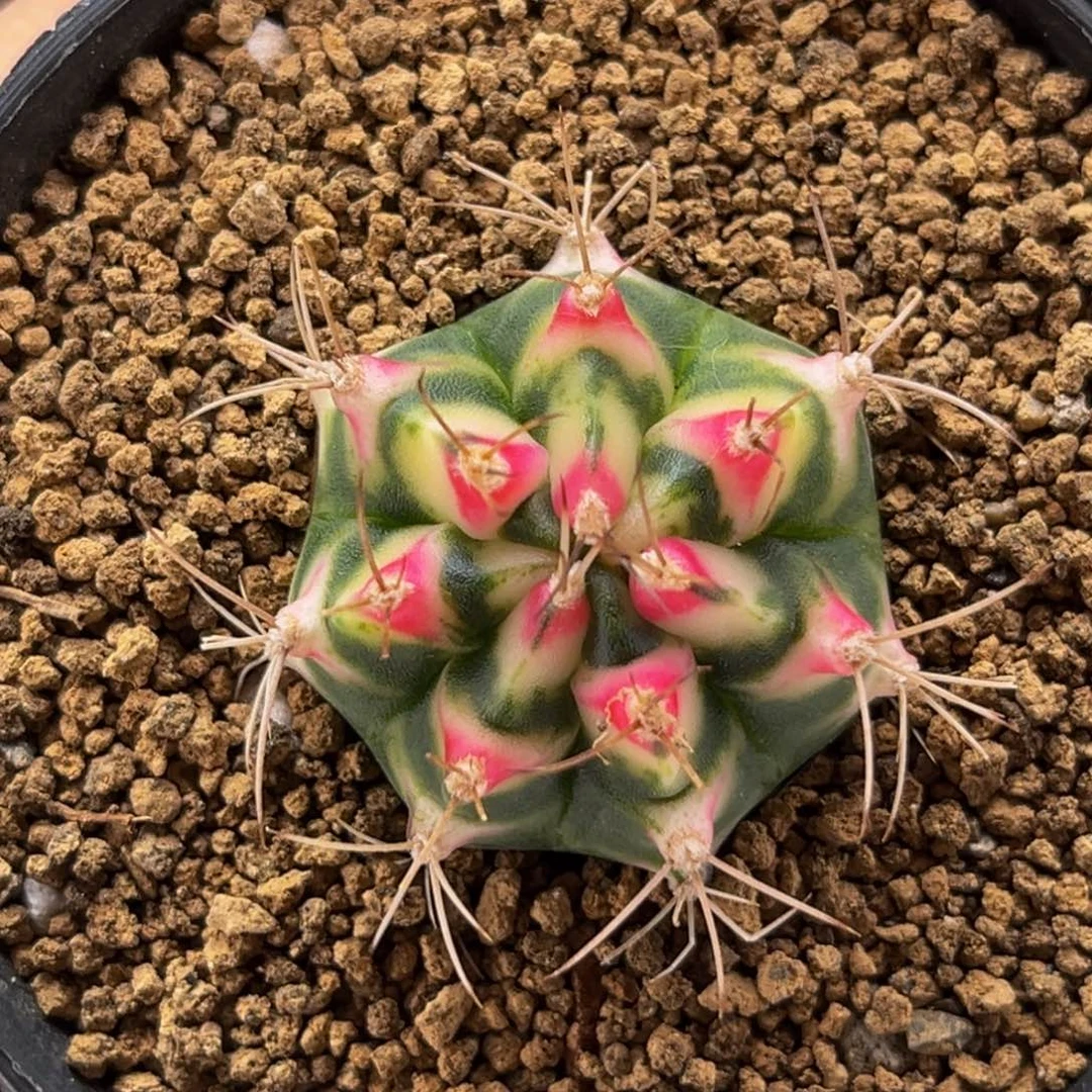 白花田 米哈仙人球