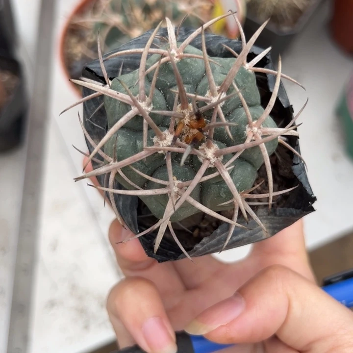 小***妮吉祥如意等名家的书法精品