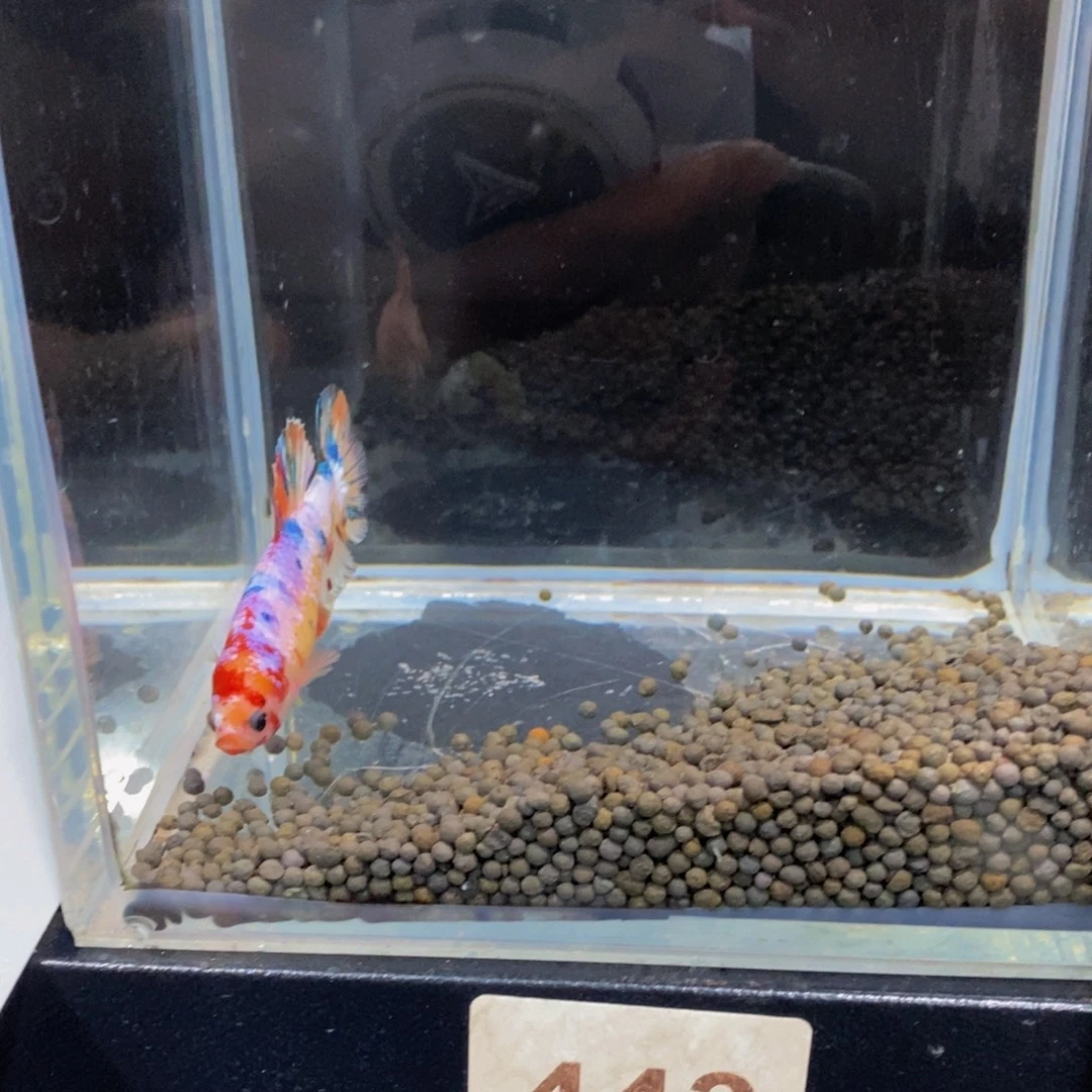 L***伦斗鱼443，446巨斗111111星