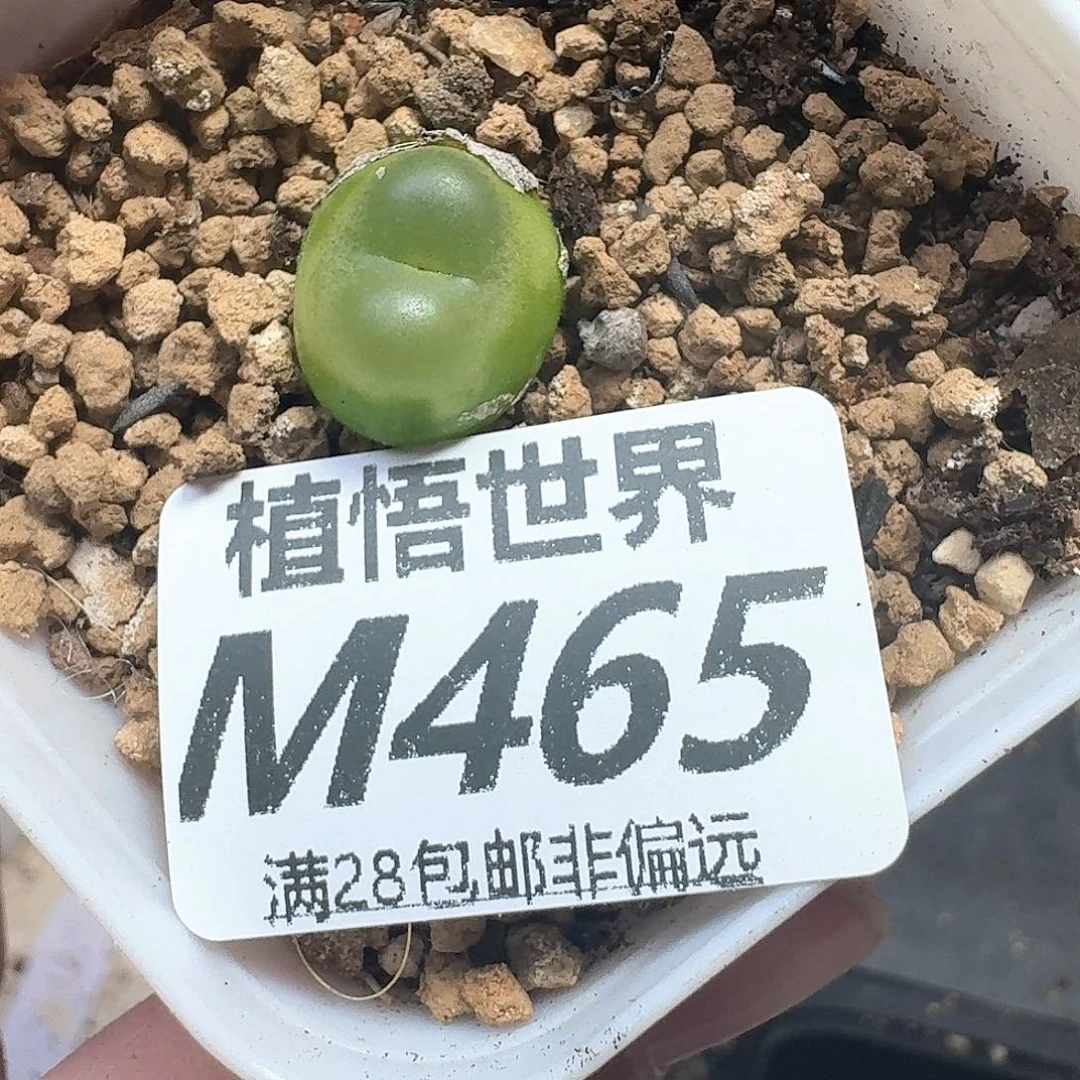 多肉植物的动作额分h
