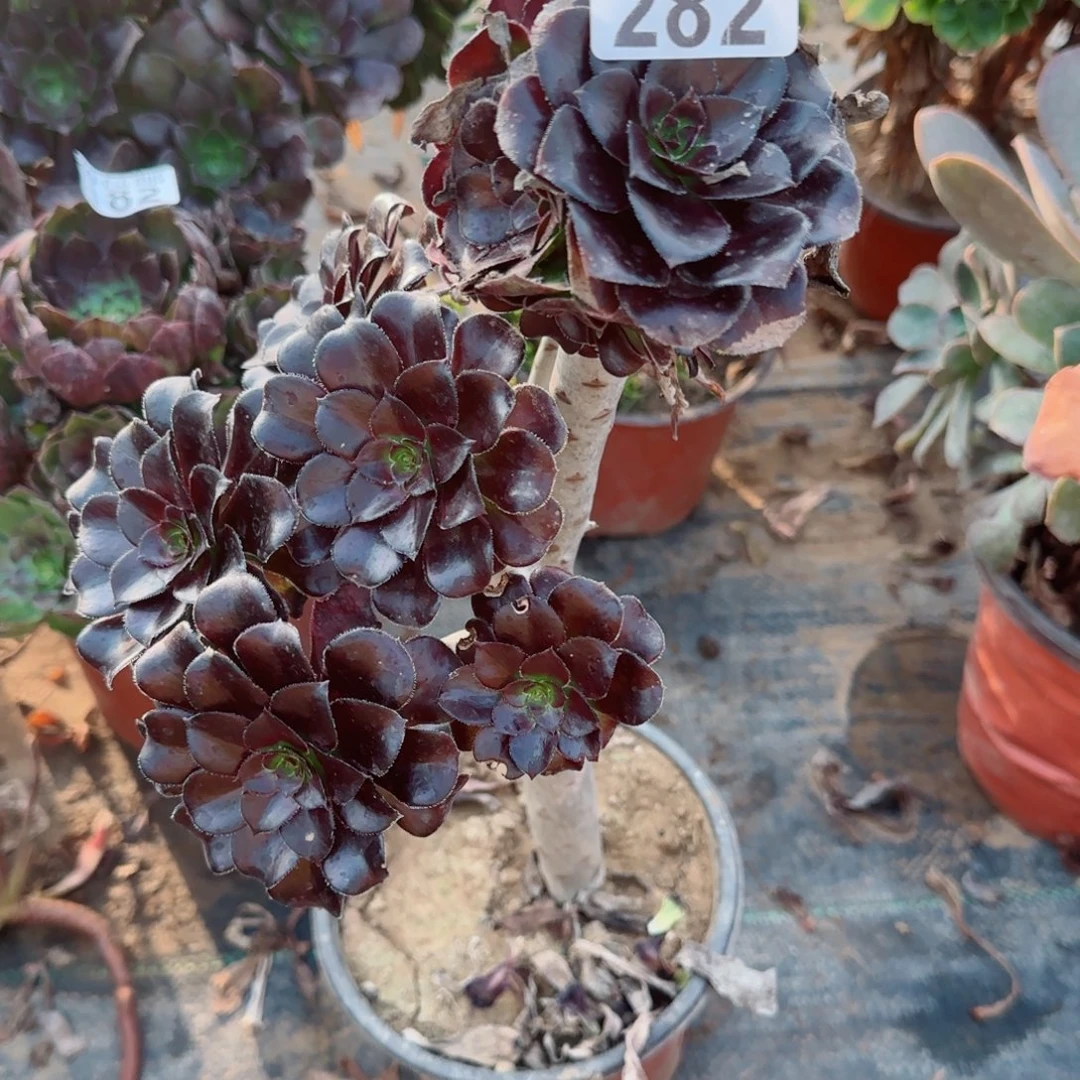 墨282满20包邮断枝不包