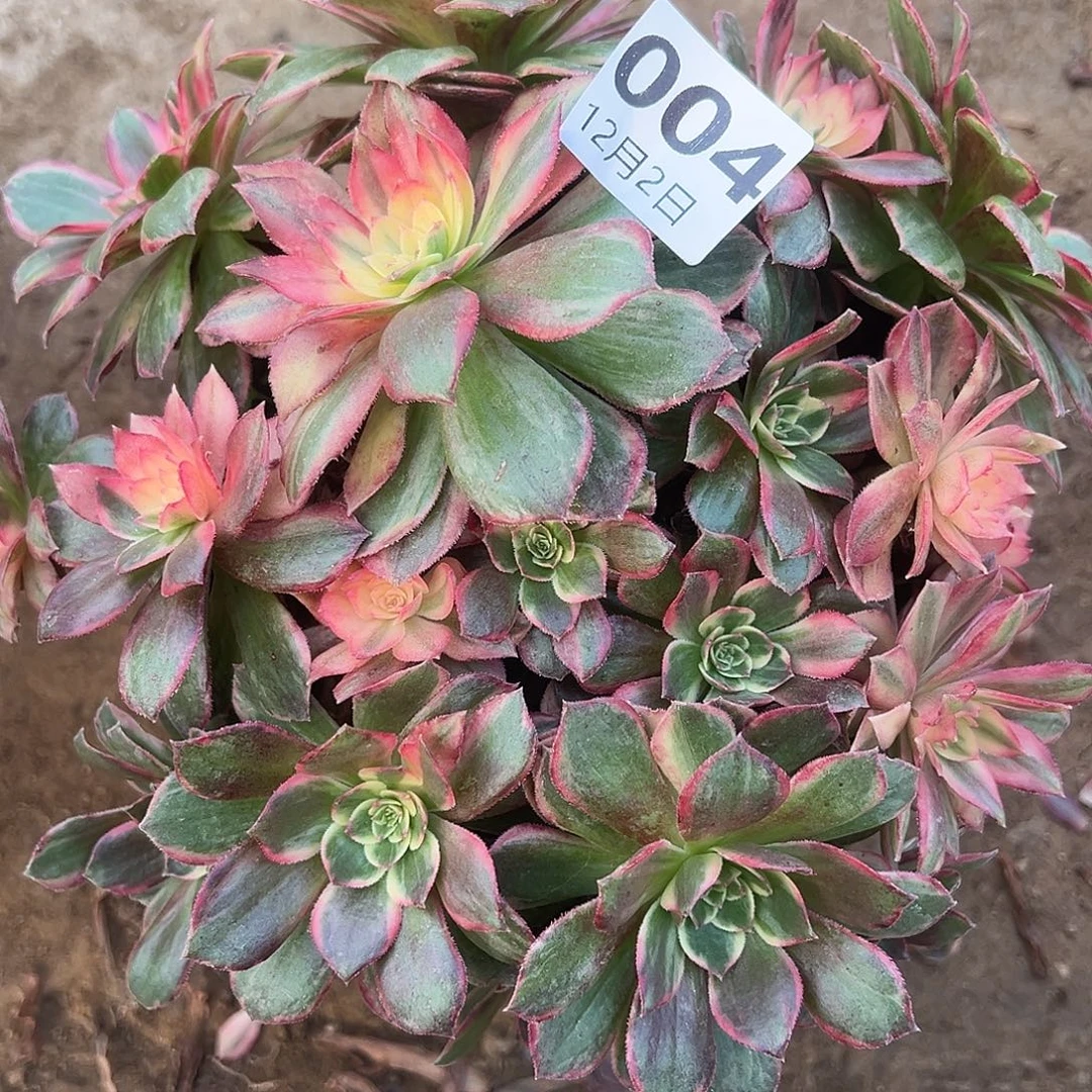 12.2-4黑魔锦多肉植物