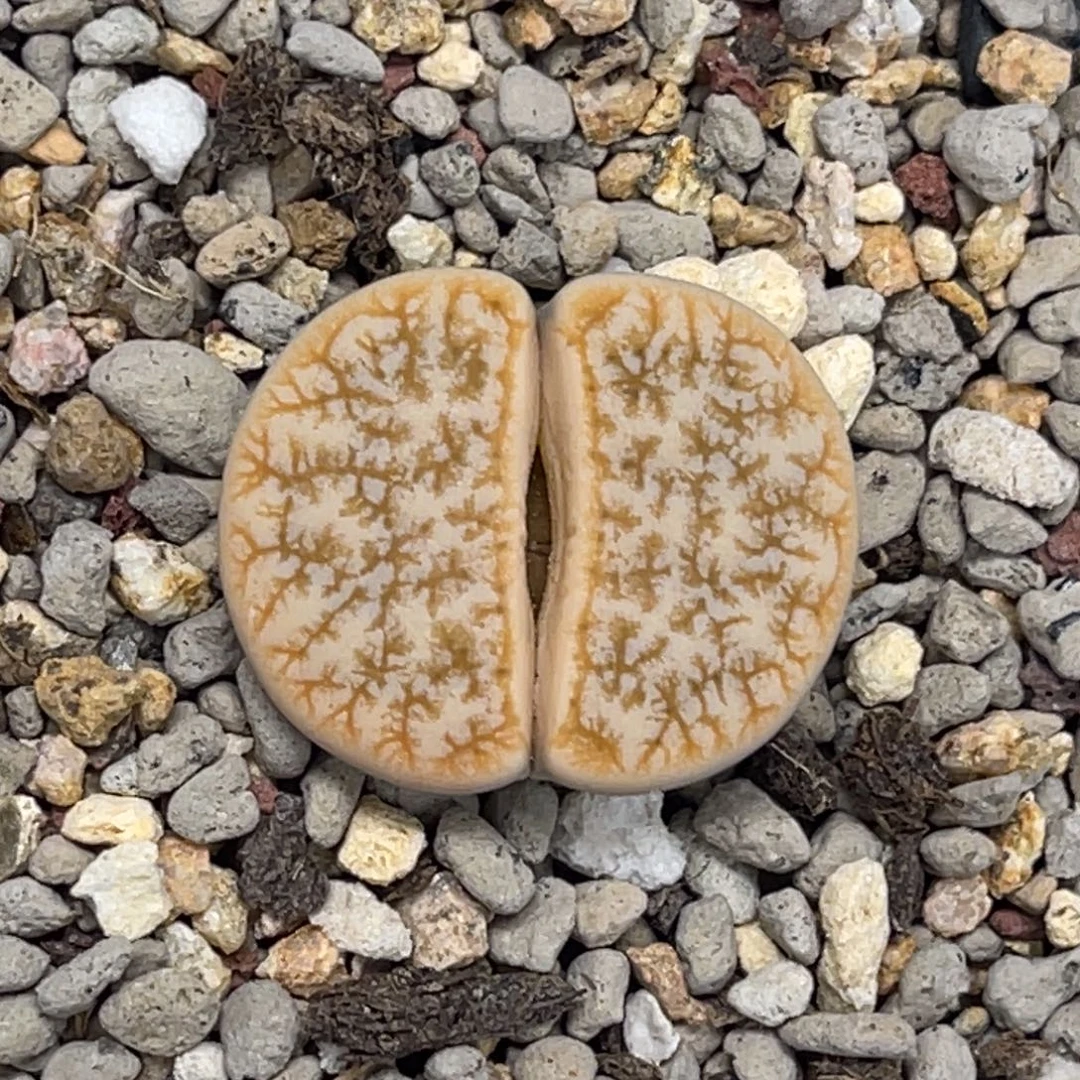 4597金色拿铁睫毛荒玉1尺寸2.4