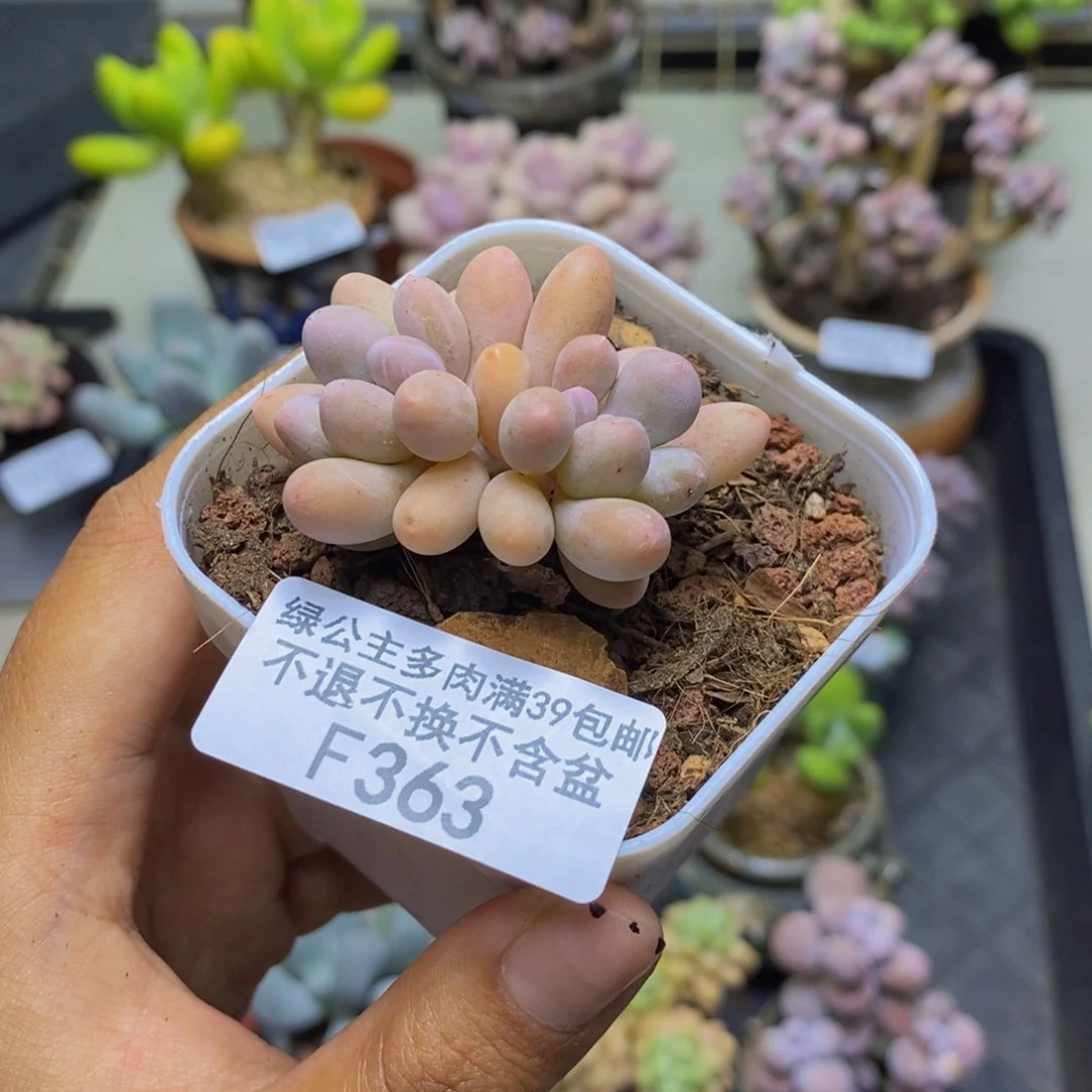363香水手指奶多肉4c m