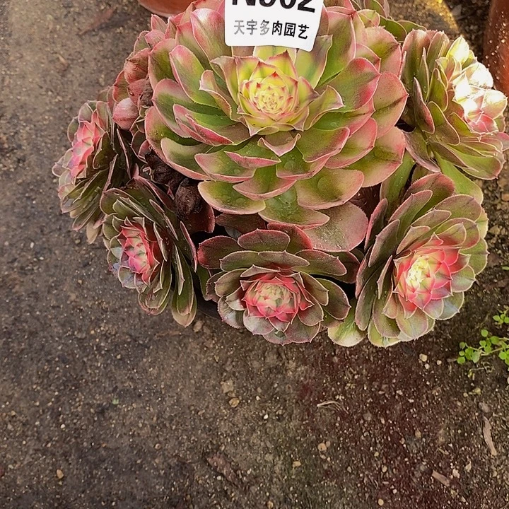 多肉植物荔枝902多肉